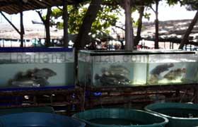 Auf dem Bild aus Thailand erkennt man Fische die im Aquarium schwimmen. Diese Fische hier im Bild sind aber für den Verzehr gedacht.