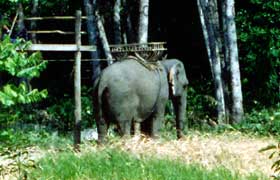 Ein Mahout mit seinem Reitelefant in Thailand wartet auf Touristen die an einer Dschungelsafari teilnehmen wollen.