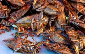 Gebackene Käfer liegen zum Verkauf in Thailand bereit.