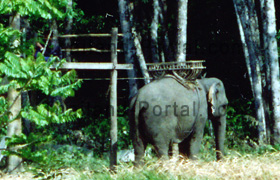 Thai Elefant mit seinem Mahout warten auf zahlende Kunden die auf dem Rücken der Elefanten Trekking durch den Wald machen wollen. Über den hohen Steg steigt man in den Korb, den man auf dem Elefantenrücken sieht.
