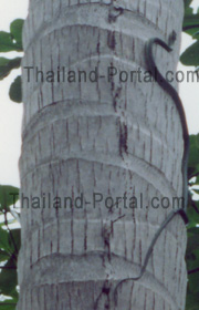 Schlange die sich in Thailand geradewegs eine Palme hinauf schlängelt.