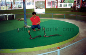 Thonburi Schlangenfarm in Bangkok, Schlangenbeschwörer mit Kobras
