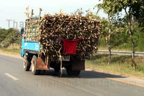Zuckerrohr Transport in Thailand.